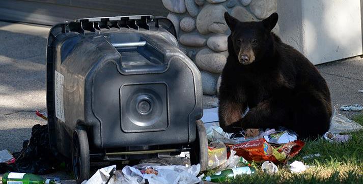 Bears-Trash