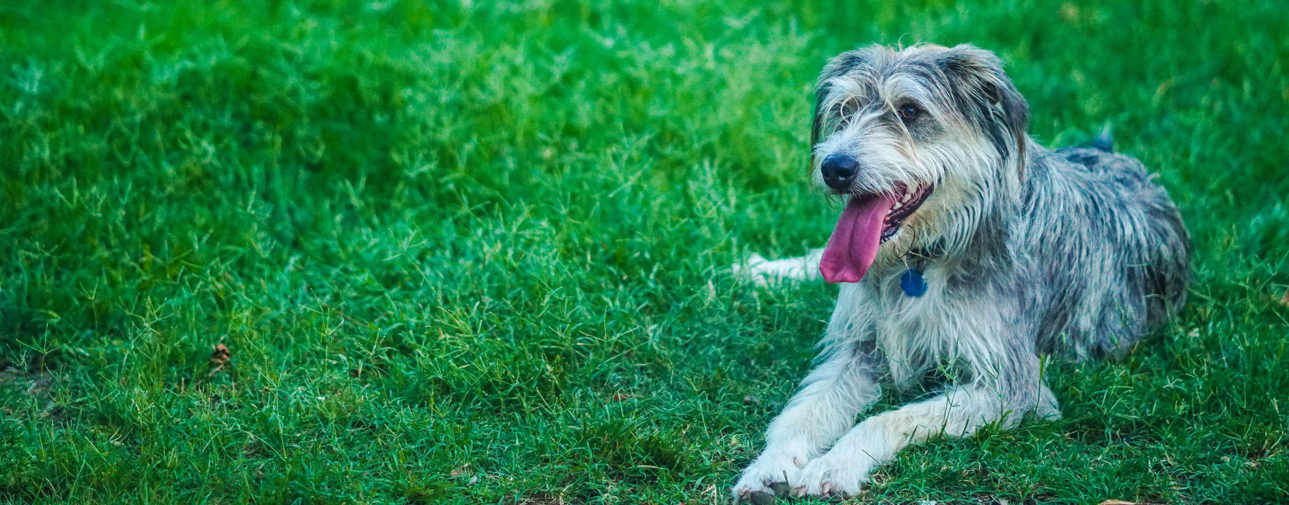 Dog in Grass
