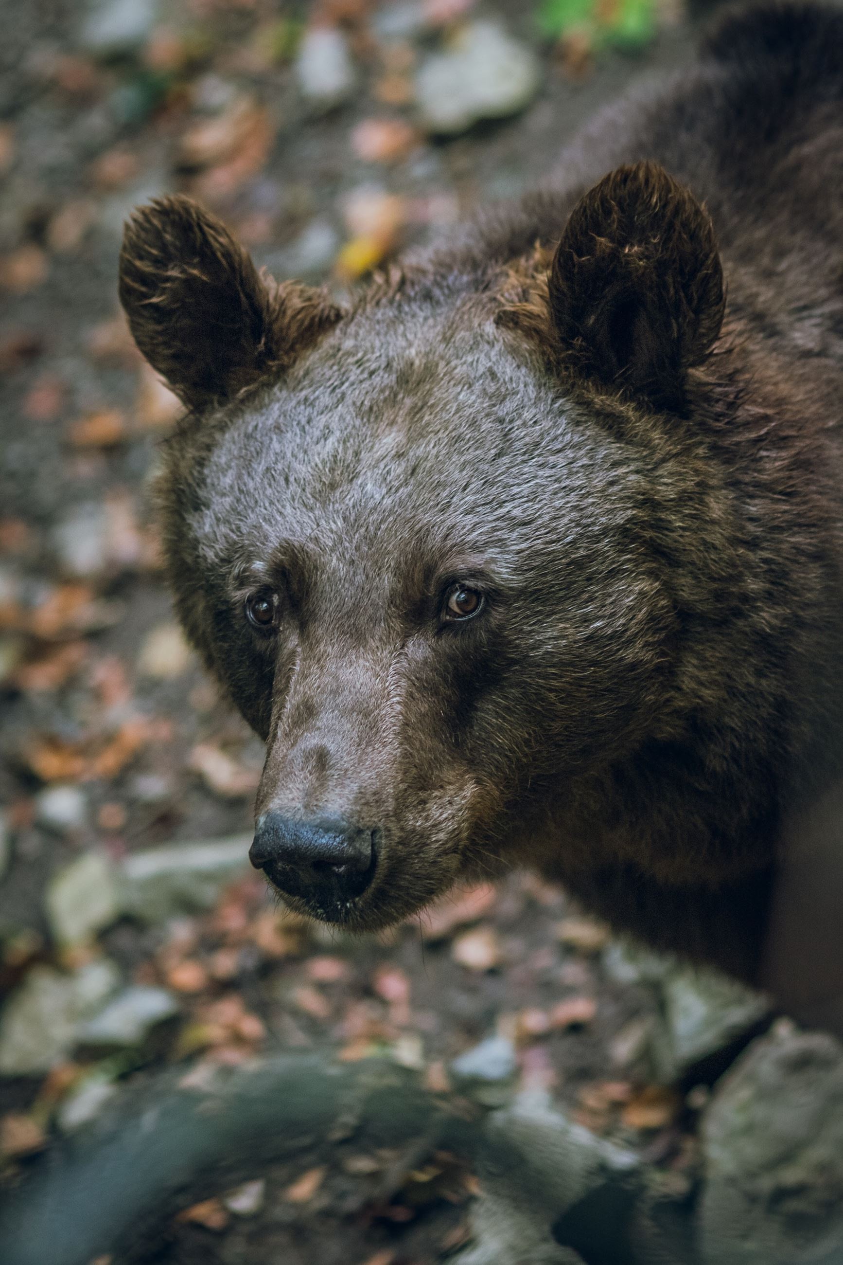 Close up of a large bear's face