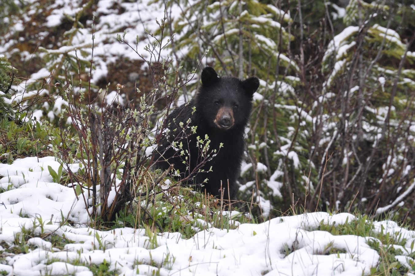 Small bear witting in the snowy bushes