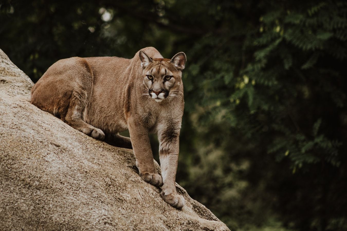 A mountain lion climbing down a rock