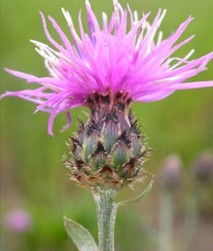 Noxious Weed Board NewsFlash