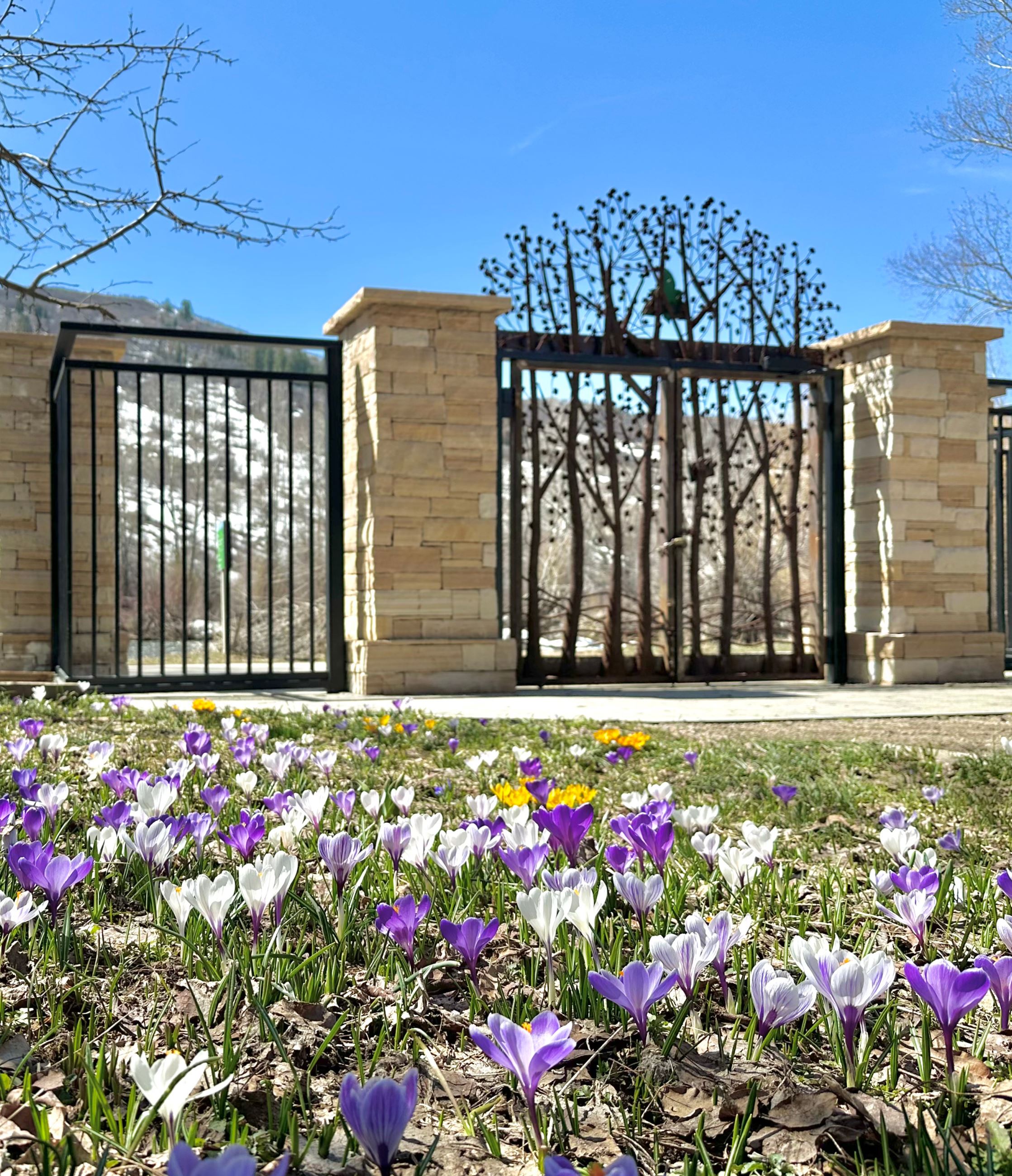 Yampa River Botanic Park main entrance with blooming spring crocus. 